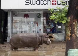 foto satwa lepas di kebun binatang Gerogia akibat banjir