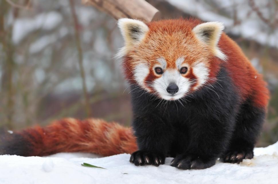 Red Panda, Binatang yang Sangat Amat Paling Menggemaskan Banget!