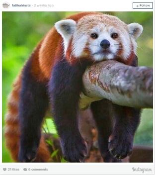 Red Panda, Binatang yang Sangat Amat Paling Menggemaskan Banget!