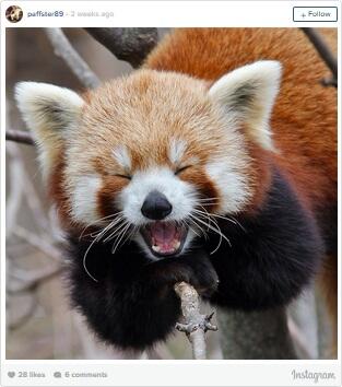 Red Panda, Binatang yang Sangat Amat Paling Menggemaskan Banget!