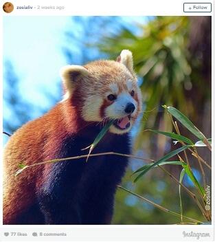 Red Panda, Binatang yang Sangat Amat Paling Menggemaskan Banget!