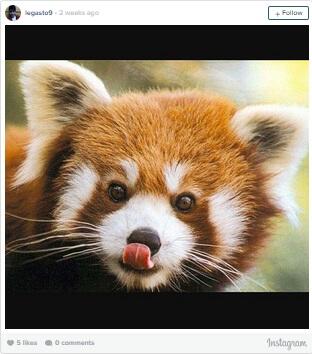 Red Panda, Binatang yang Sangat Amat Paling Menggemaskan Banget!