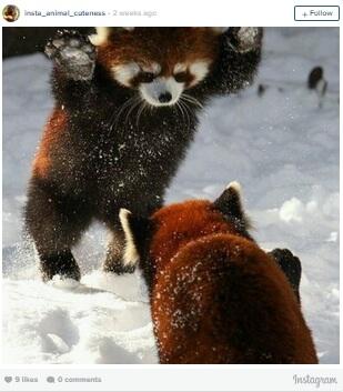 Red Panda, Binatang yang Sangat Amat Paling Menggemaskan Banget!