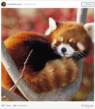 Red Panda, Binatang yang Sangat Amat Paling Menggemaskan Banget!