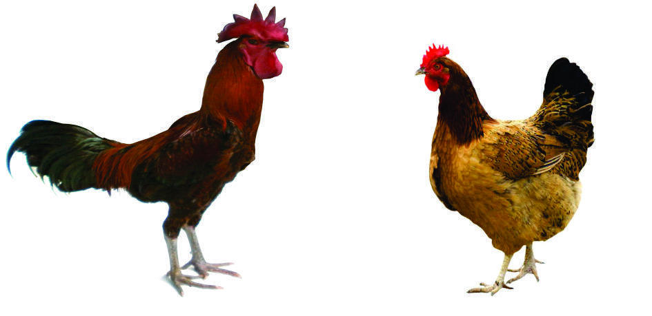 AYAM APA TELUR YG DULUAN ADA? CEKIDOT GAN