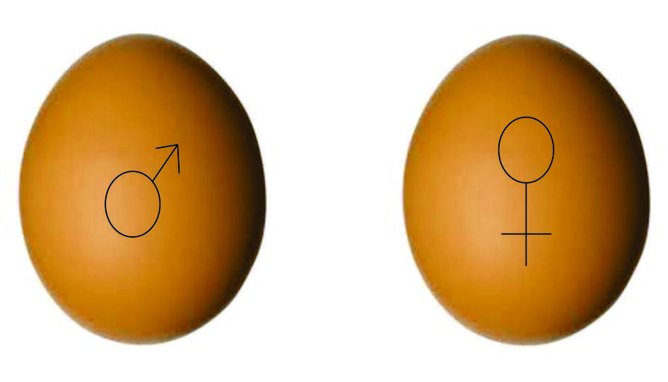 AYAM APA TELUR YG DULUAN ADA? CEKIDOT GAN