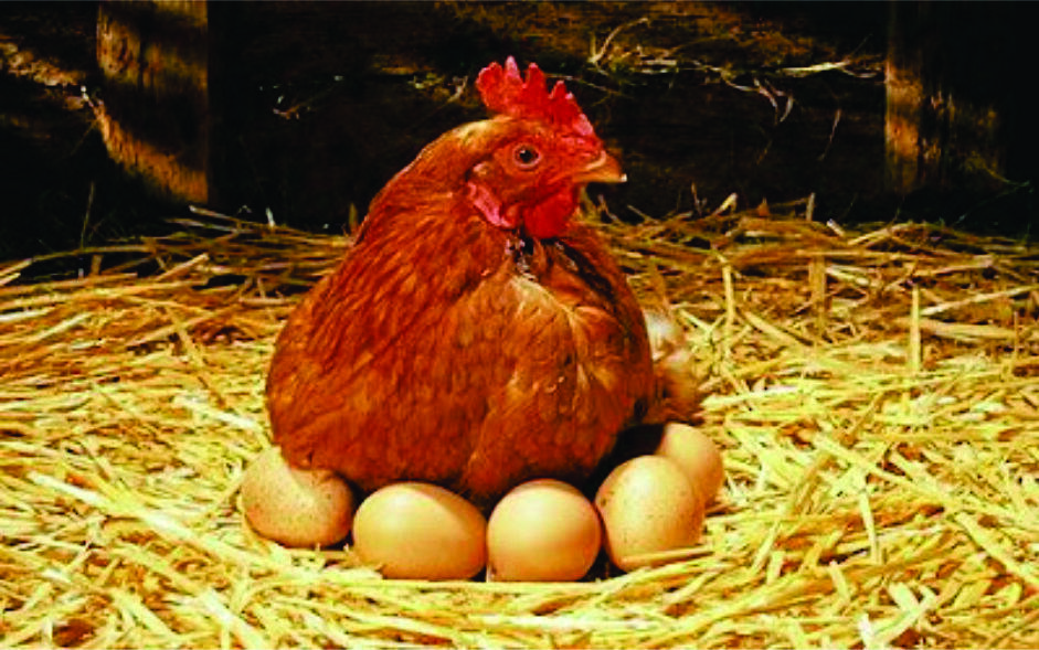 AYAM APA TELUR YG DULUAN ADA? CEKIDOT GAN