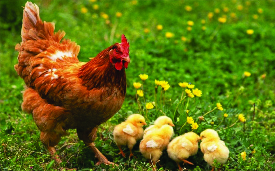 AYAM APA TELUR YG DULUAN ADA? CEKIDOT GAN