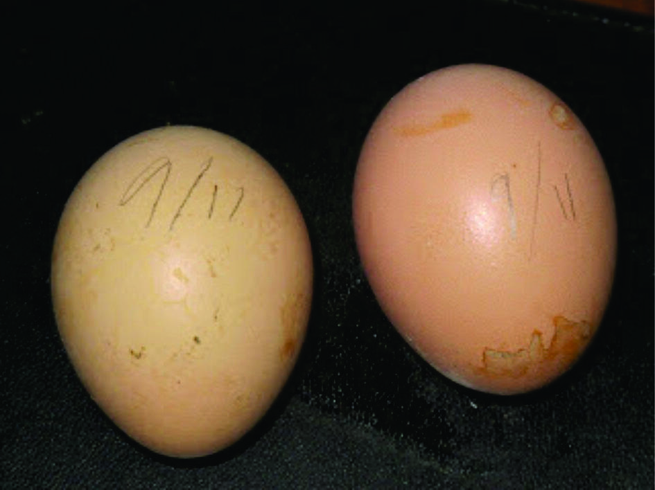 AYAM APA TELUR YG DULUAN ADA? CEKIDOT GAN