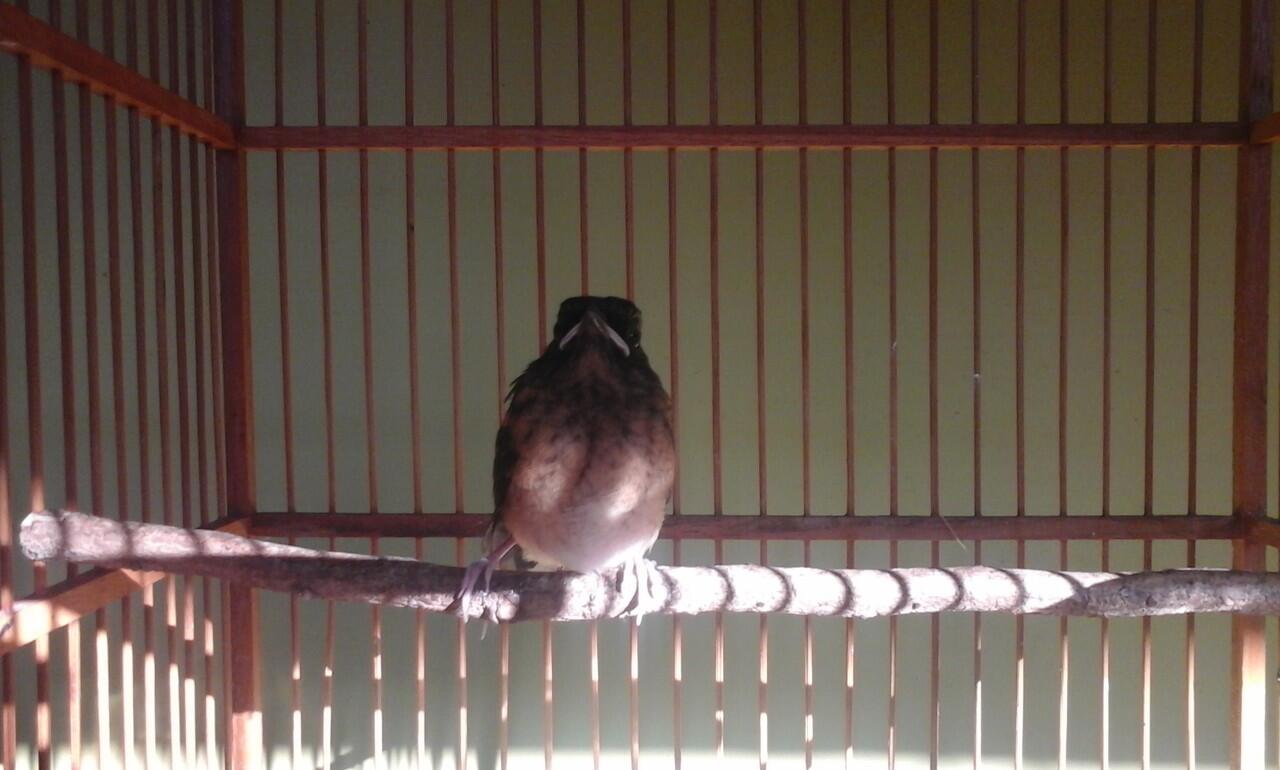 WR Birdfarm Spesialis Murai di Wonogiri
