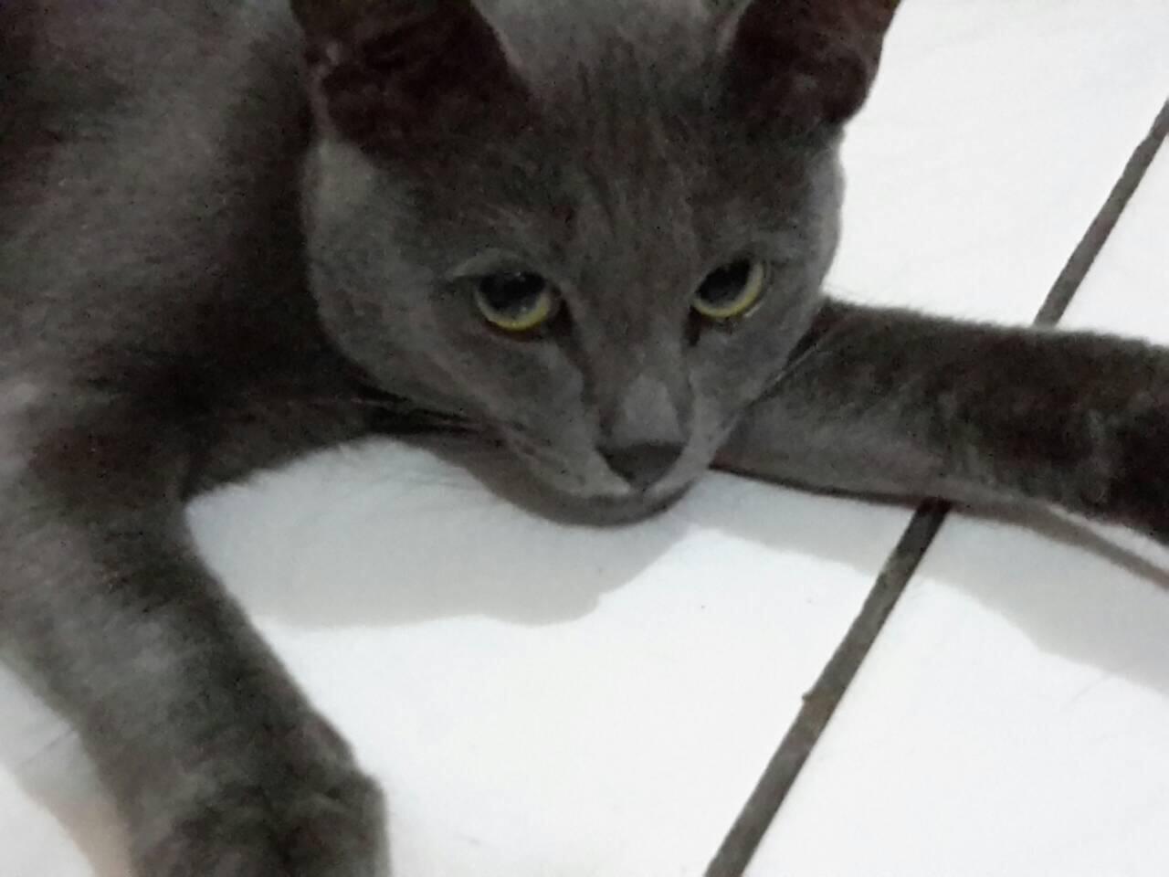 DICARI KUCING BUAT DIKAWININ (BANDUNG) 2015