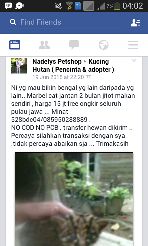 PLEASE HELP! PENJUALAN KUCING BATU DI FACEBOOK!