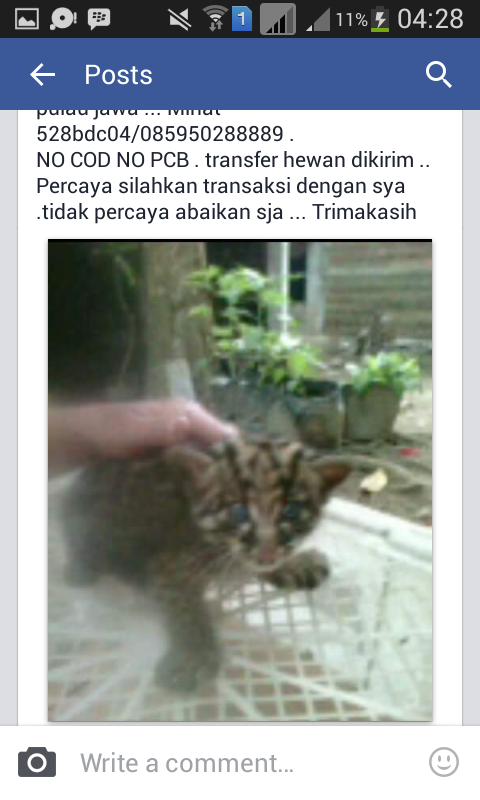 PLEASE HELP! PENJUALAN KUCING BATU DI FACEBOOK!