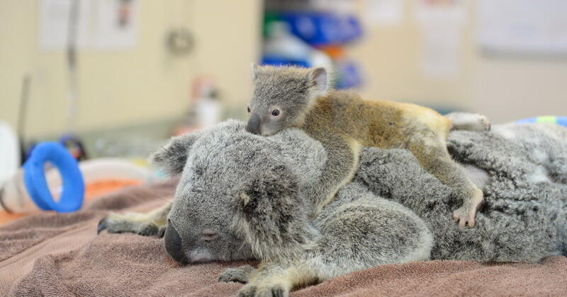Kisah Cinta Sejati Ibu Koala Lizzie dan Phantom Anaknya