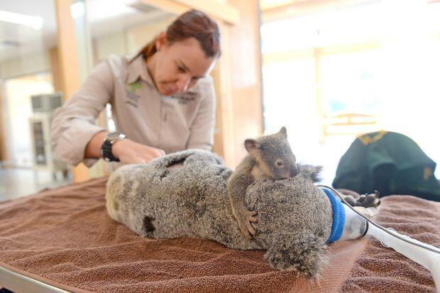 Kisah Cinta Sejati Ibu Koala Lizzie dan Phantom Anaknya
