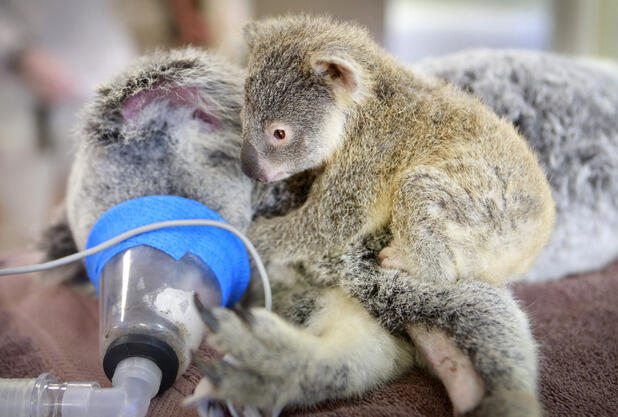 Kisah Cinta Sejati Ibu Koala Lizzie dan Phantom Anaknya