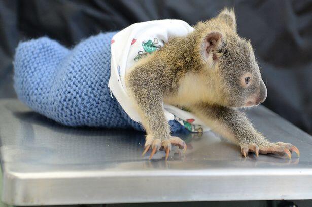 Kisah Cinta Sejati Ibu Koala Lizzie dan Phantom Anaknya