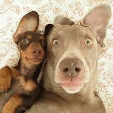 Kumpulan Pics Hewan Selfie 