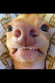 Kumpulan Pics Hewan Selfie 