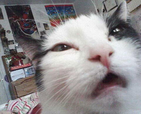 Kumpulan Pics Hewan Selfie 