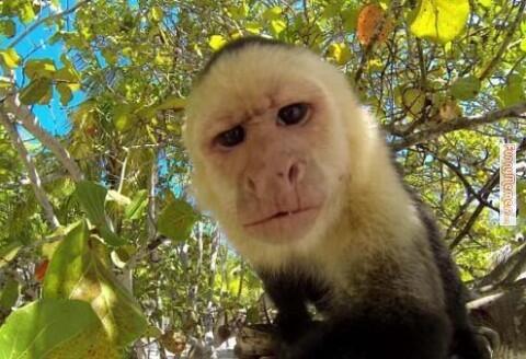 Kumpulan Pics Hewan Selfie 