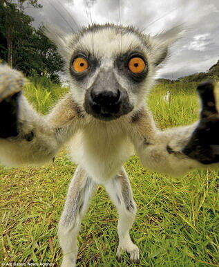 Kumpulan Pics Hewan Selfie 