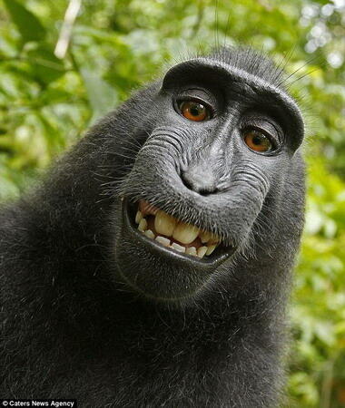 Kumpulan Pics Hewan Selfie 
