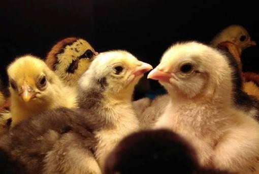 JUAL DOD BEBEK, DOD ITIK, DOD AYAM KAMPUNG, AYAM HIAS di JAMBI
