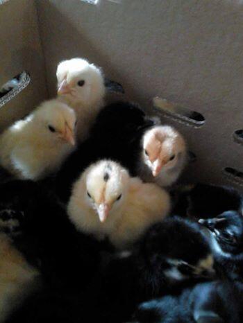 JUAL DOD BEBEK, DOD ITIK, DOD AYAM KAMPUNG, AYAM HIAS di JAMBI