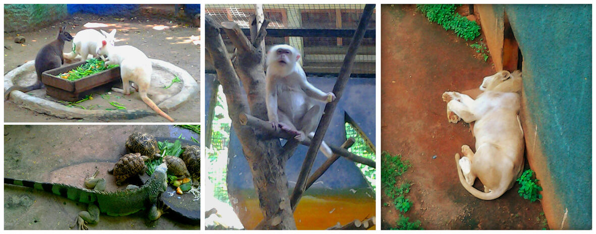 Melirik Goa Maharani n Zoo *Lamongan*