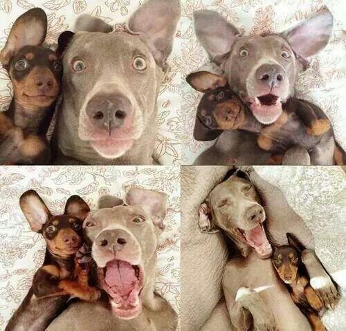 Kumpulan Pics Hewan Selfie 