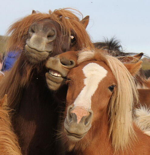Kumpulan Pics Hewan Selfie 