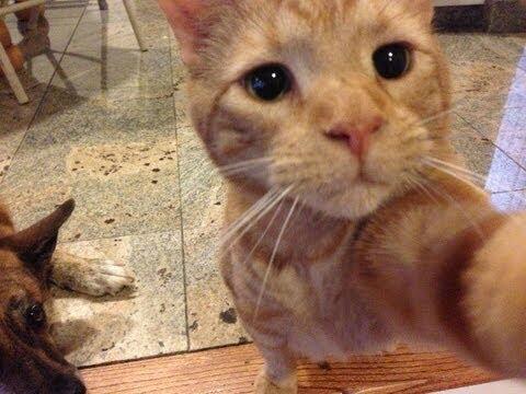 Kumpulan Pics Hewan Selfie 