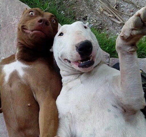 Kumpulan Pics Hewan Selfie 