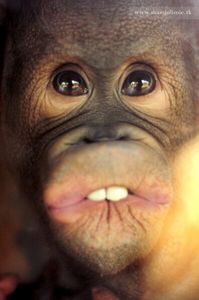 Kumpulan Pics Hewan Selfie 