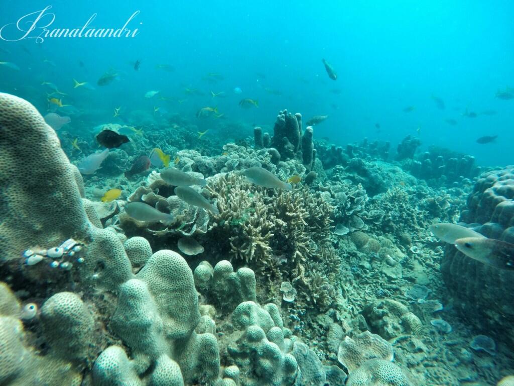 Eksotisme Wisata Bahari Pulau Tunda - Field Trip Report 30-31 May 2015