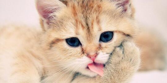 9 Fakta Menarik Tentang Cakar Kucing