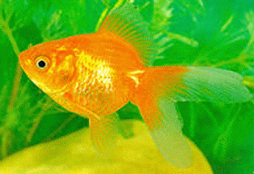 Ikan Cantik Penghuni Akuarium