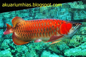 Ikan Cantik Penghuni Akuarium