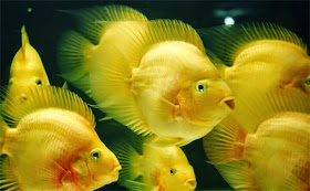 Ikan Cantik Penghuni Akuarium