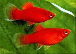 Ikan Cantik Penghuni Akuarium