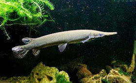 Ikan Cantik Penghuni Akuarium