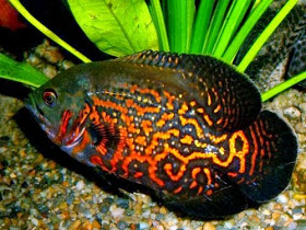 Ikan Cantik Penghuni Akuarium