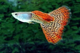 Ikan Cantik Penghuni Akuarium