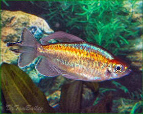 Ikan Cantik Penghuni Akuarium