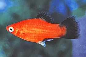 Ikan Cantik Penghuni Akuarium