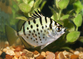 Ikan Cantik Penghuni Akuarium