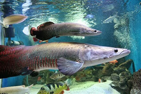 Ikan Cantik Penghuni Akuarium