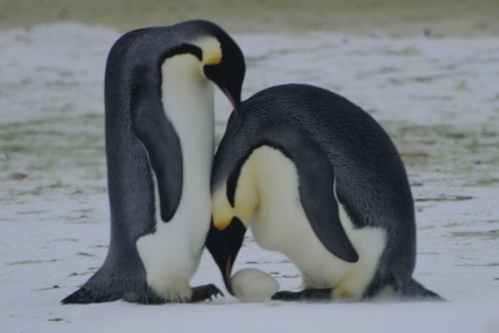 Papa Pinguin, Bapak Terbaik di Dunia! &#91;INSPIRASI untuk Para Bapak dan Calon Bapak&#93;