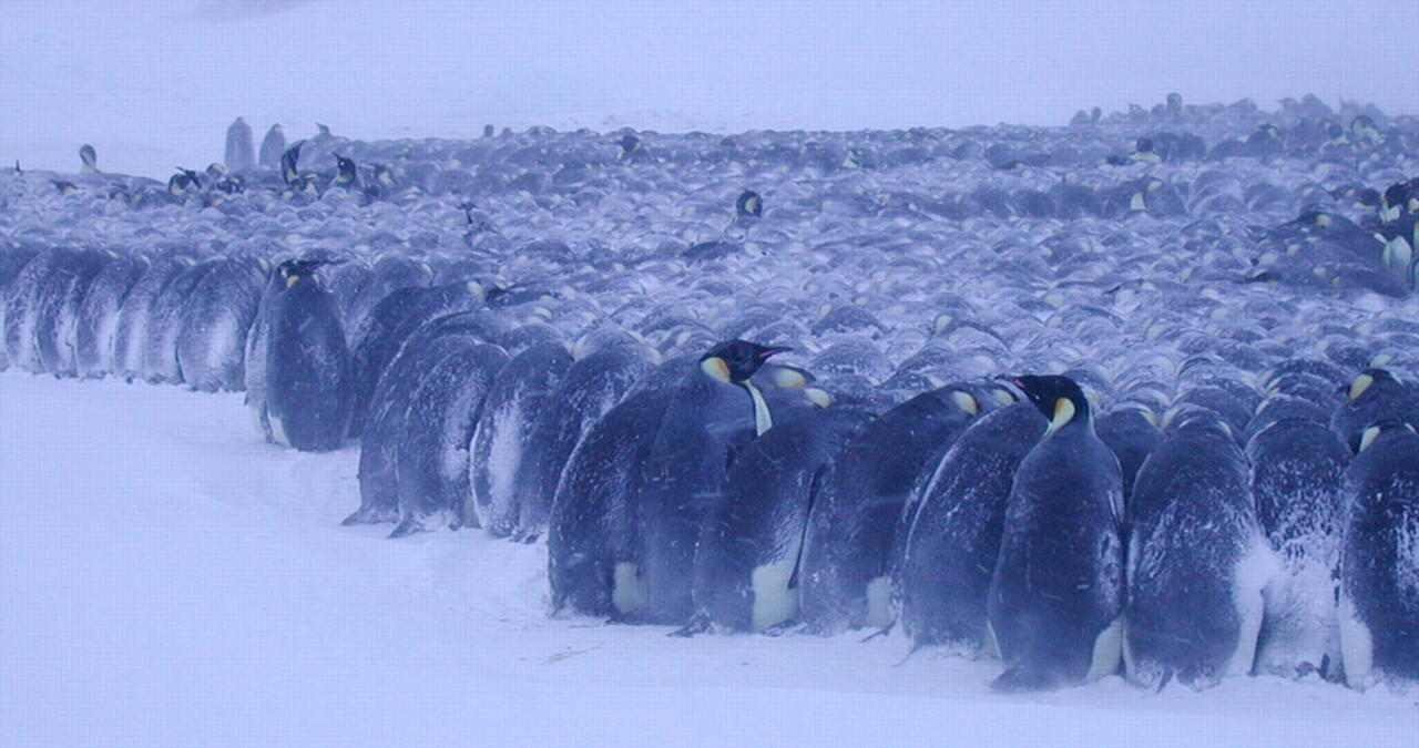 Papa Pinguin, Bapak Terbaik di Dunia! &#91;INSPIRASI untuk Para Bapak dan Calon Bapak&#93;